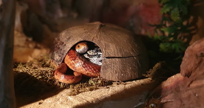 ATN Tiergestützte Arbeit Ausbildung - Schlangen im Haus