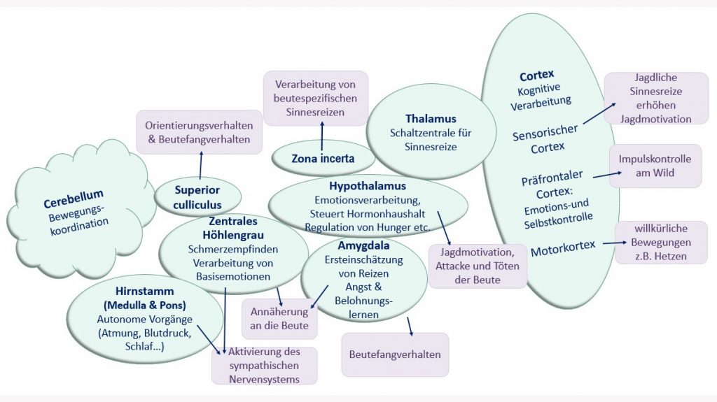 Was passiert im Kopf des Hundes bei der Jagd? – Physiologie der Jagd Mindmaß . Gehirnregionen, welche beim Jagdverhalten eine Rolle spielen