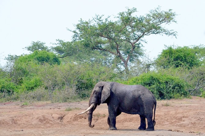 Depression und Lethargie bei Tieren Elefant