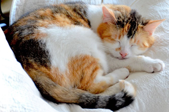 Depression und Lethargie bei Tieren schlafende Katze