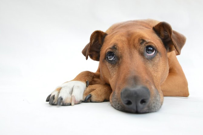Depression und Lethargie bei Tieren trauriger Hund Portrait 670 x 447
