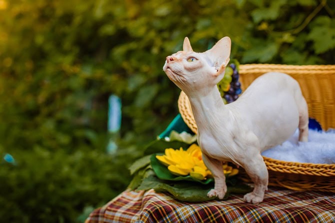 Nacktkatzen: Haarlosigkeit als Zuchtziel Gambino-Katze © iStock