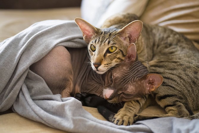 Nacktkatzen: Haarlosigkeit als Zuchtziel Sphynx und mit Haaren ©mrviktorzolotukhin/Pixabay