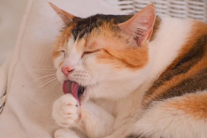 Nacktkatzen: Haarlosigkeit als Zuchtziel Putzverhalten ©Lösche