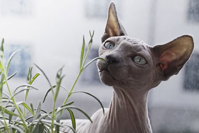 Nacktkatzen: Haarlosigkeit als Zuchtziel Titelfoto