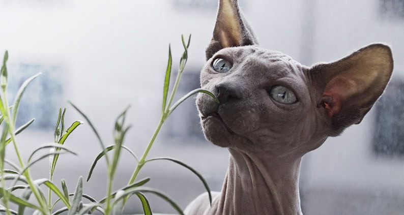 Nacktkatzen - Haarlosigkeit als Zuchtziel Titelfoto 794 x 423
