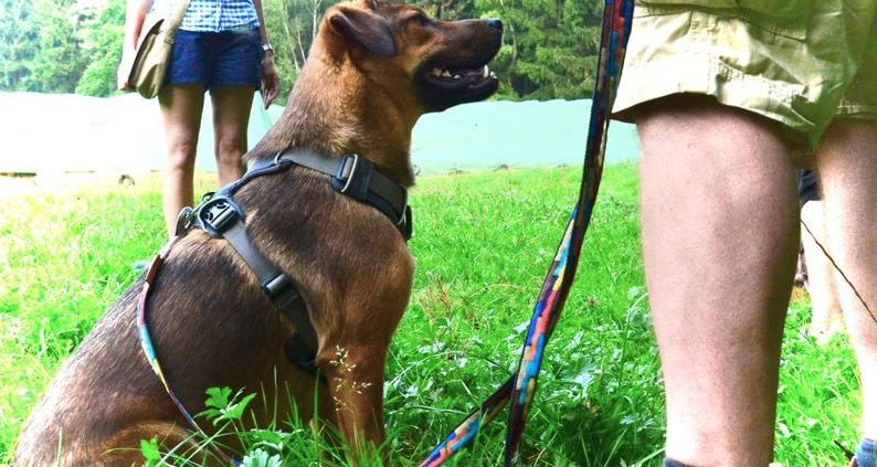 BEST_Hundetrainer_Titelfoto_Artikel_©Patricia-Loesche_794x423.jpg
