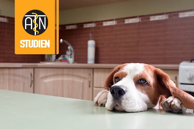 Wissenschaftliche Studie ATN Hund alleine zuhause