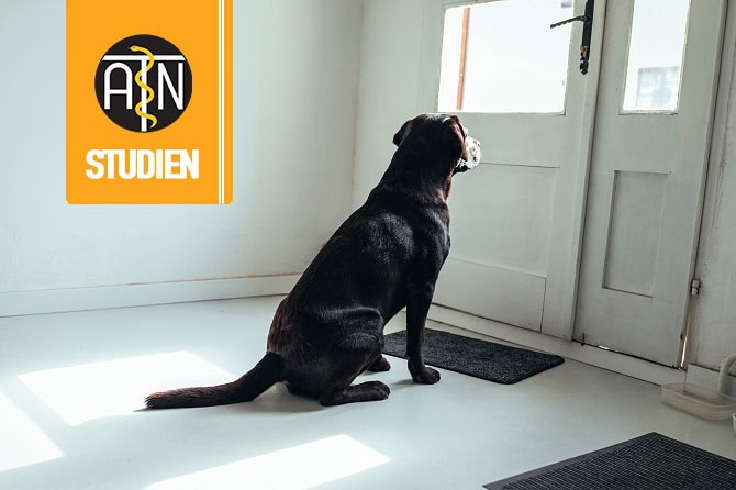 ATN Studie zum Alleinsein von Hunden - Hund wartet auf Besitzer