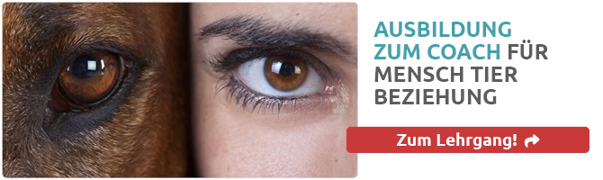 Coach für psychosoziale Mensch Tier Beziehung - hier alle Infos zur Ausbildung Coach an der ATN