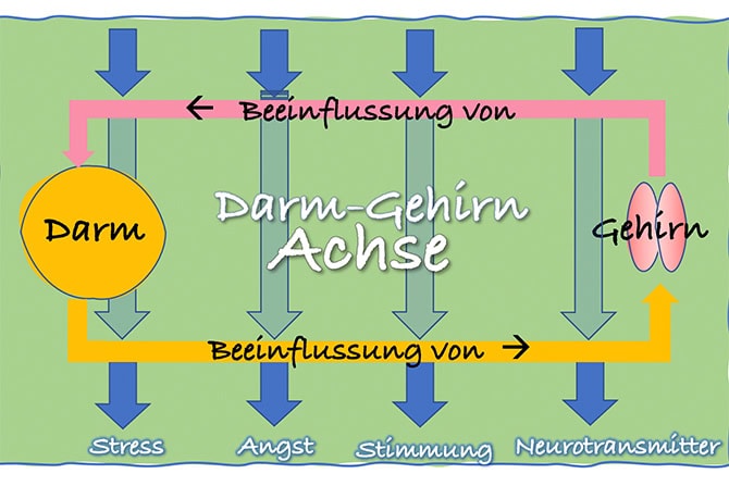 Serotonin Darm-Gehirn-Achse