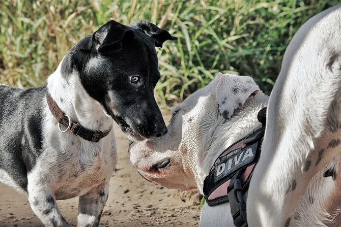 Lehrgang Hundeverhaltenstrainer ATN - zwei Hunde beschnuppern sich