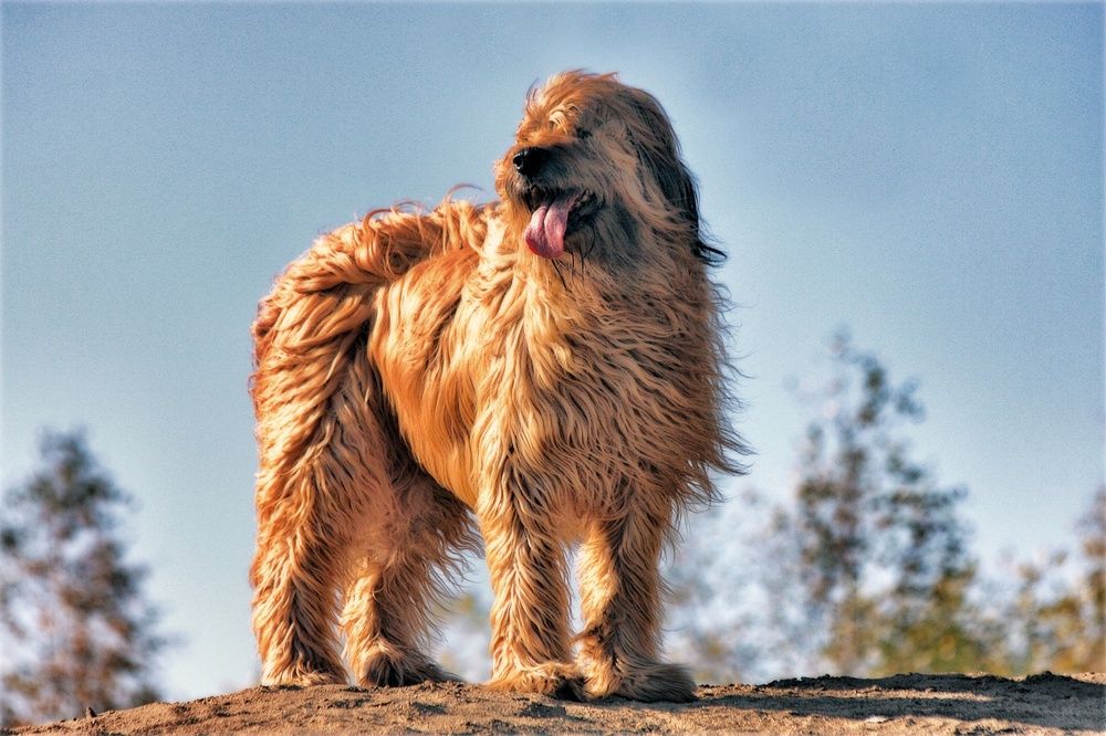 Lehrgang Hundeverhaltenstrainer ATN - Hund in der Natur steht auf Hügel