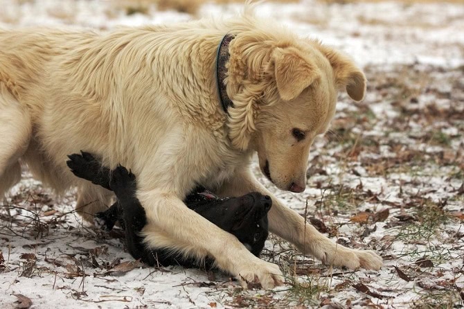 Hundeverhaltensberater Ausbildung - großer Hund spielt mit kleinem Hund im Winter