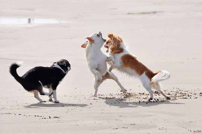 Hundeverhaltenstrainer Ausbildung ATN - kämpfende Chihuahuas am Strand