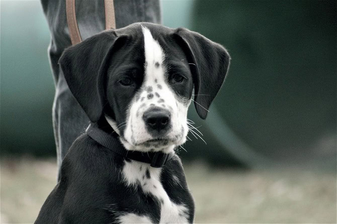 Hundeverhaltenstraining Praxis Ausbildung ATN- schwar weißer Hund schaut nach vorne