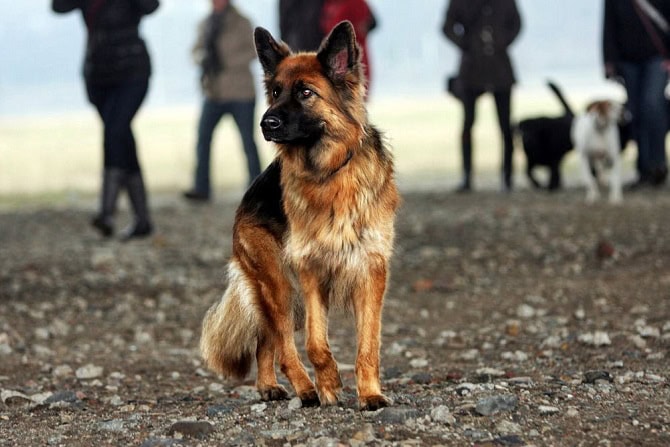 Hundeverhaltensberater Ausbildung ATN Inhalt und Verlauf - Schäferhund mit Menschengruppe