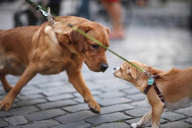 Roll-Leine: Verletzungsgefahr bei Hundebegegnungen