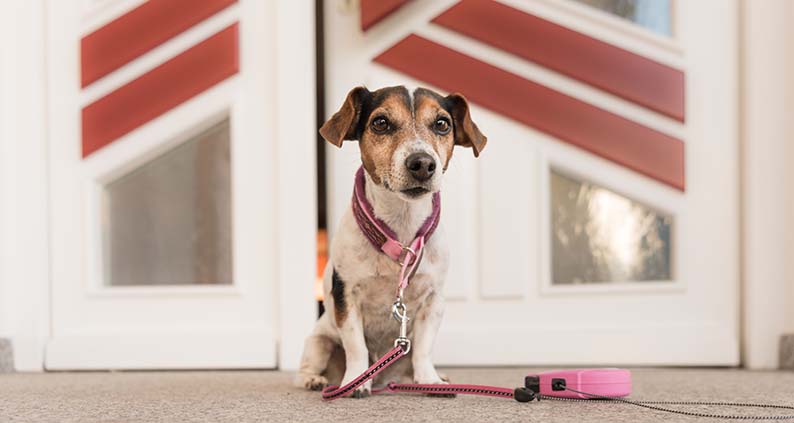 ATN Akademie Online Magazin - Kleiner Hund an pinker leine steht vor einer Haustür.