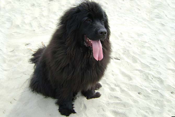Neufundländer am Strand