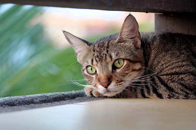 Katze im Schatten