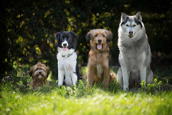 Hundefreunde