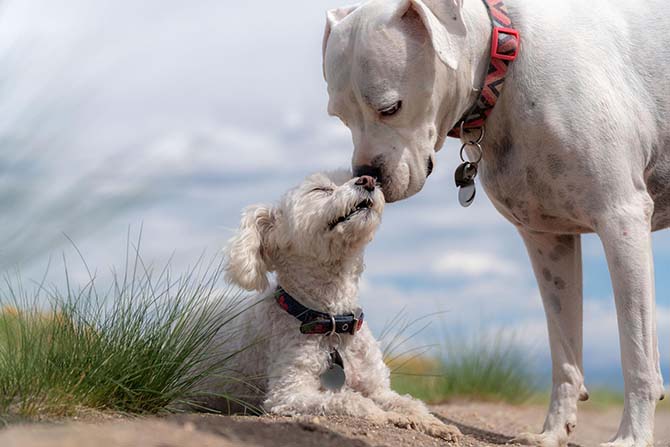 Hundefreunde