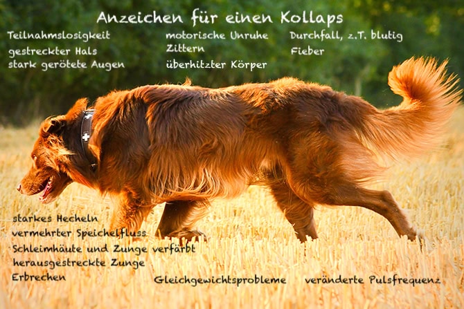 Kollapssymptome
