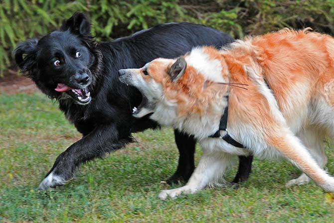 Streitende Hunde