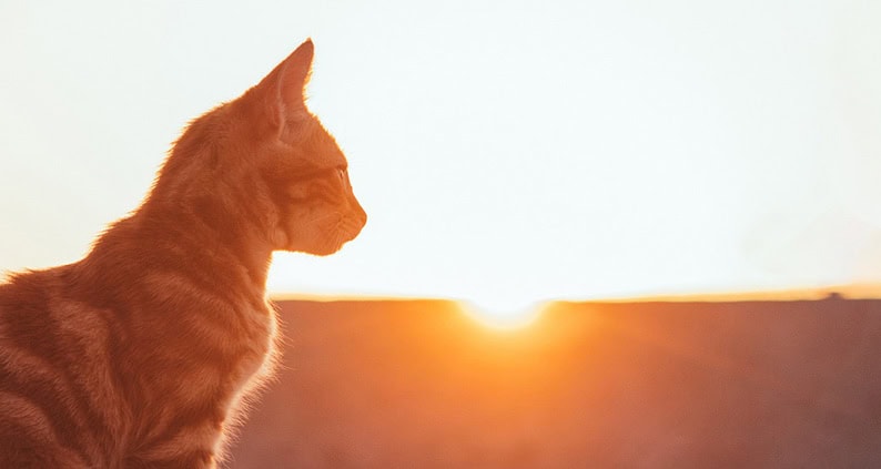 ATN Akademie Online Magazin - Im Vordergrund ist eine gestreifte Katze im Hintergrund geht die unter Sonne.