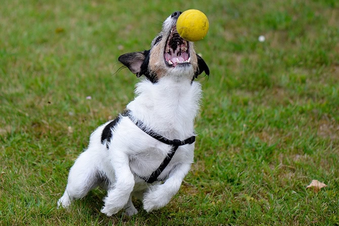 Balljunkie Jack Russell Terrier