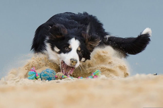 Balljunkie: Border Collie