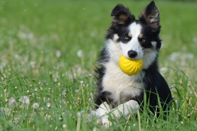 Nicht alle Hütehunde haben ein normales Risiko, zum Balljunkie zu werden