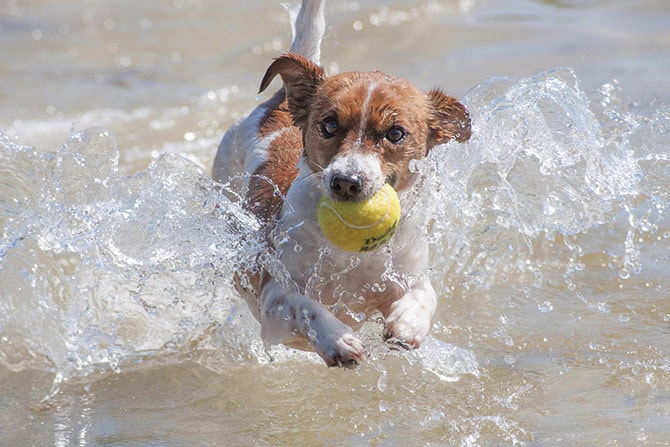 Balljunkie Jack Russell Terrier