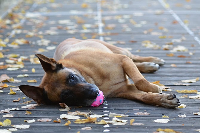 Balljunkie Malinois