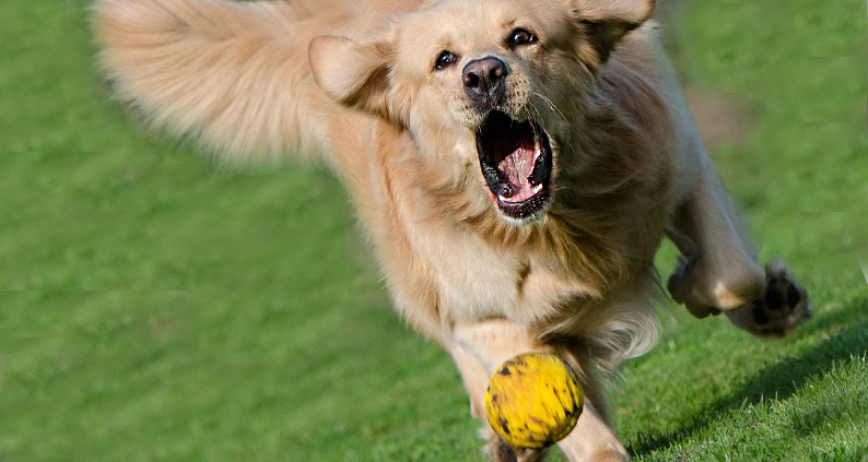 ATN Akademie Online Magazin - Balljunkie Retriever. Hund der mit offenen Mund einen ball hinterher läuft auf einer Wiese.