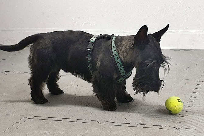Balljunkie Scotch Terrier