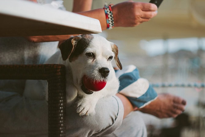 Balljunkie Terrier