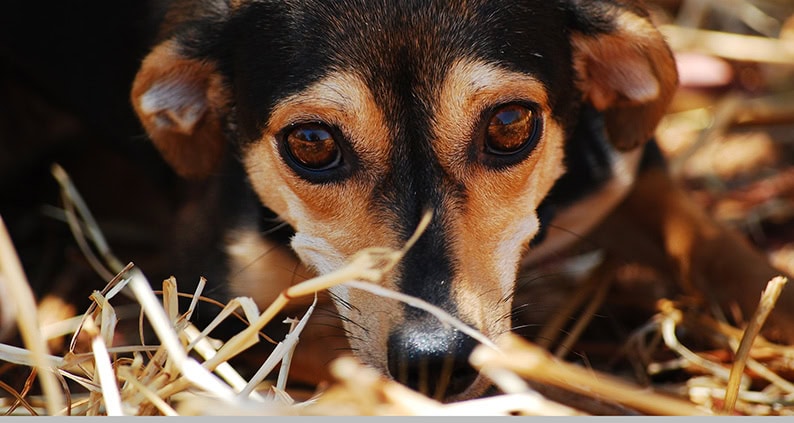 ATN Akademie Online Magazin - Geräuschangst kostet Lebensqualität. Braun Schwarzer Hund liegt verängstig in Heu.
