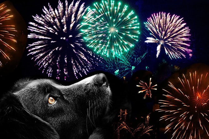 Geräuschangst: Angstauslöser Feuerwerk