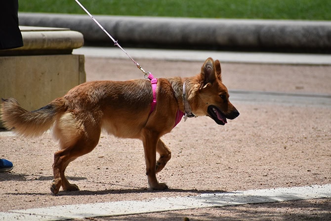 Junger Auslandshund an der Leine