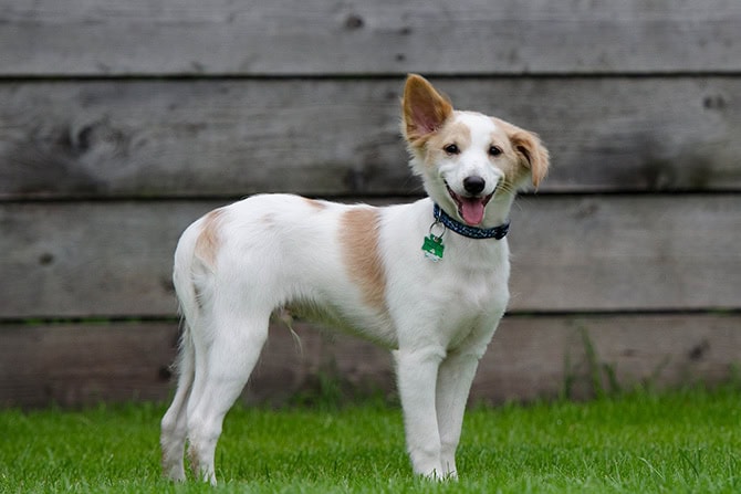 Junger Hund aus dem Ausland