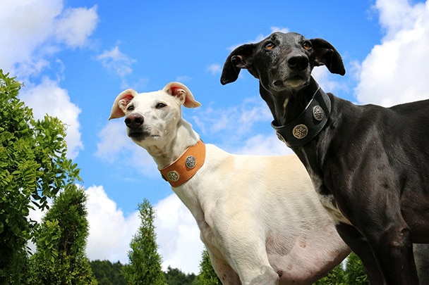 Viele Auslandshunde sind Galgos
