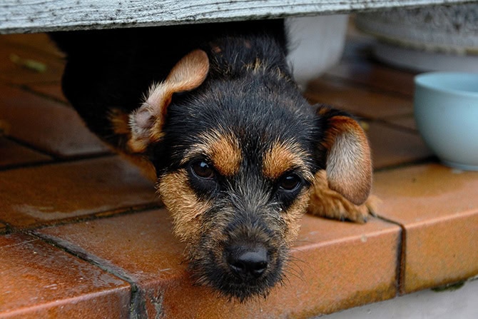 Auslandshund wartet auf Adpotion