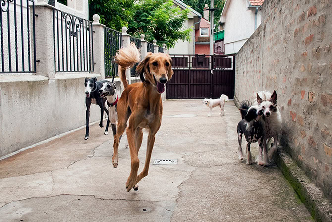 Hunde aus dem Auslandstierschutz