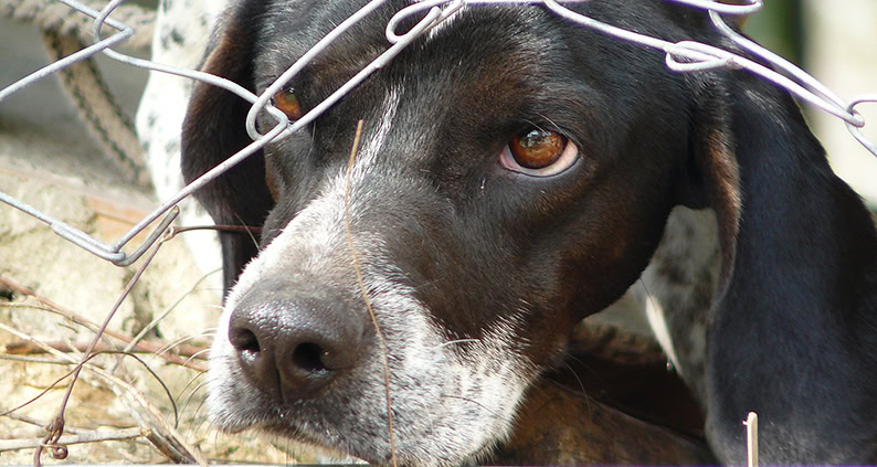 ATN Akademie Online Magazin - Hund aus dem Auslandstierschutz. Ein schwarzer Hund der verängstig guckt dazu liegt fast auf seinem Kopf ein Zaun.