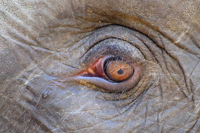 Weinender Elefant