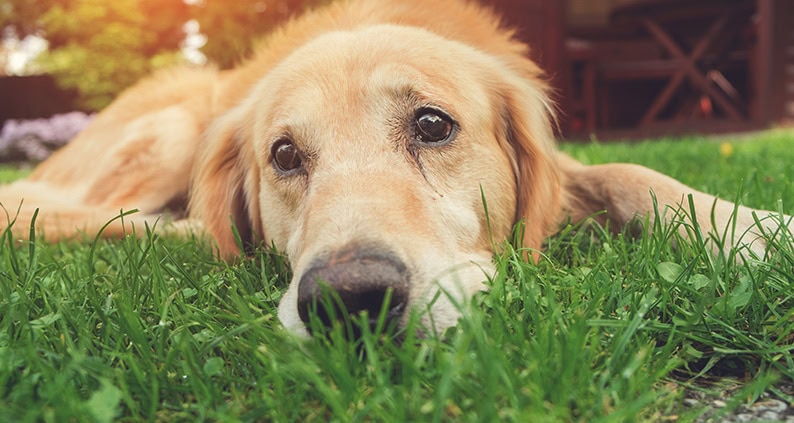 ATN Akademie Online Magazin - Können Tiere Weinen? Golden Retriever liegt auf gras und sieht traurig aus.