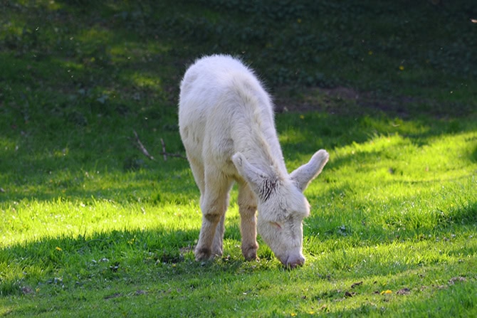 Esel auf der Weide