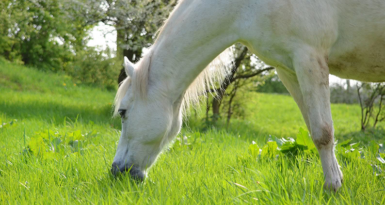 ATN Akademie Online Magazin - Anweiden Pferd. Weißes Pferd ist gras auf einer Koppel.
